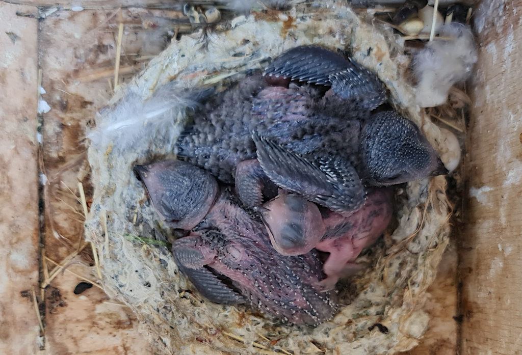 NK22 Mauersegler Nestlinge